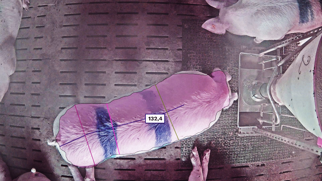 Accurate pig weight estimation based on camera images: fiction or
                          reality?