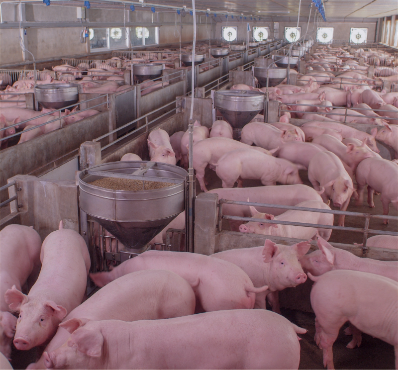 PigCounter - Keeping track of the pig population with pig counter system